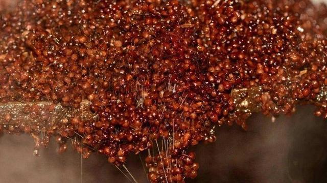 1596872442692183.jpeg e824b899a9014c081f6db4154cb0bc0e7af4f47a.jpeg